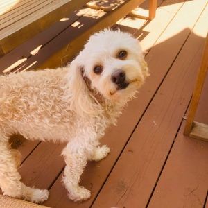 Meet your Posher, Lindsay